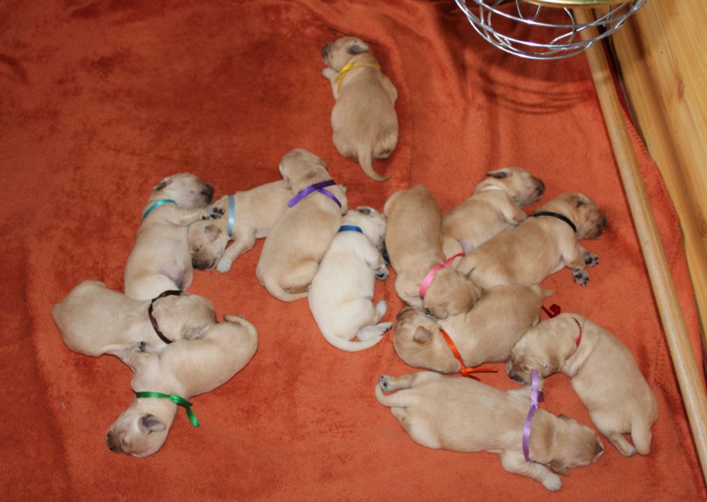 chiot Golden Retriever Du Val Chantellois