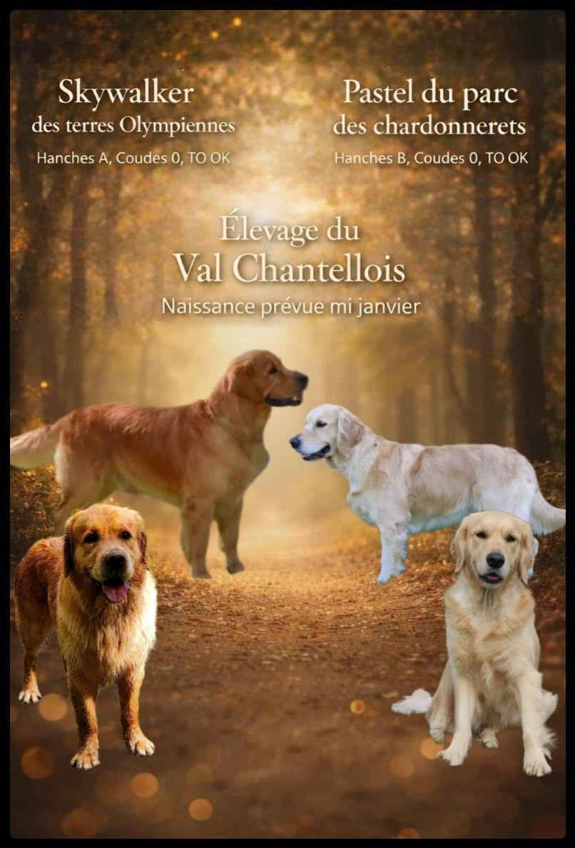 Du Val Chantellois - Naissance pour mi-janvier