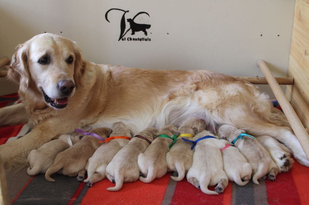 Les chiots sont nés le 1er mai
