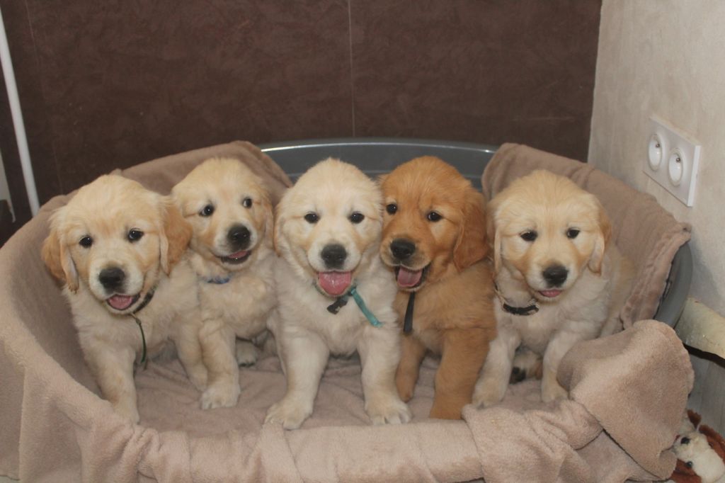 Chiots 7 ème semaine