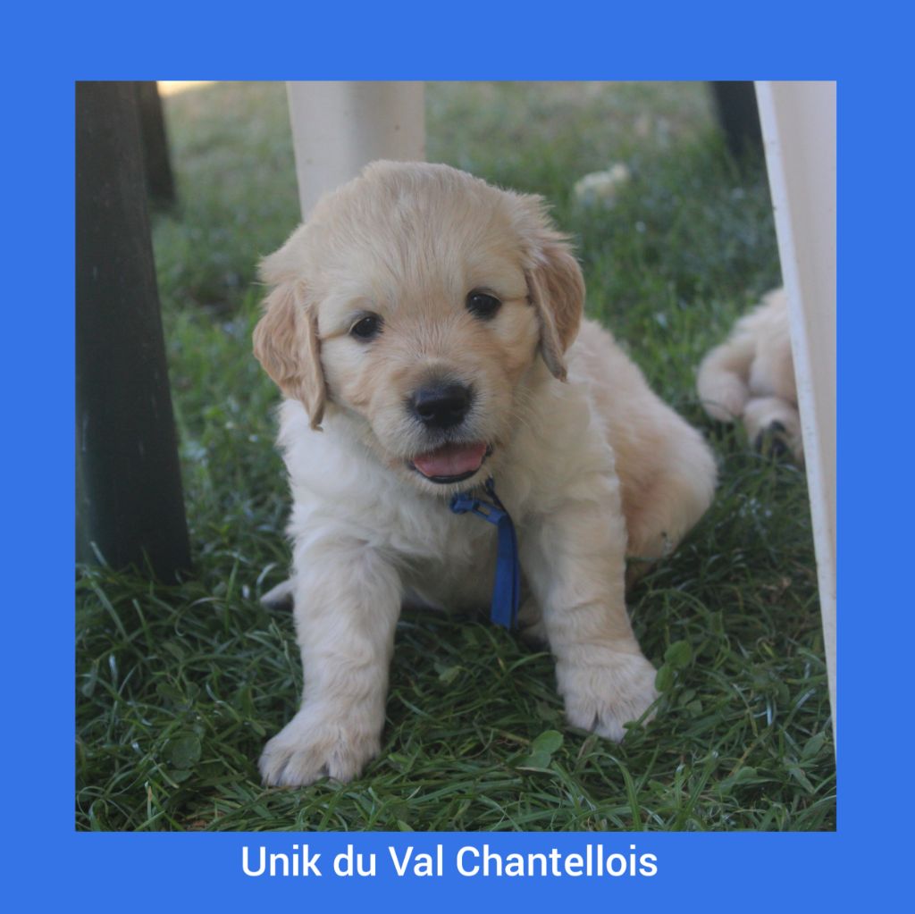 Du Val Chantellois - Golden Retriever - Portée née le 09/06/2023
