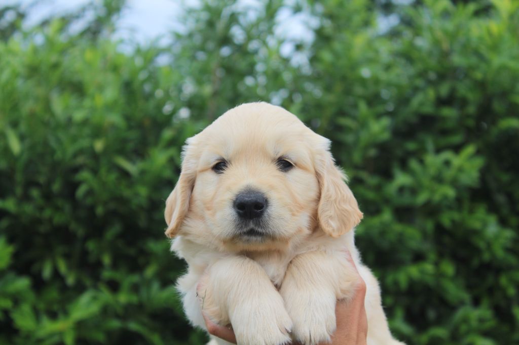 Du Val Chantellois - Golden Retriever - Portée née le 05/05/2022