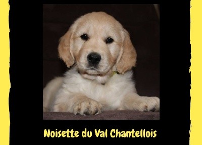 CHIOT
